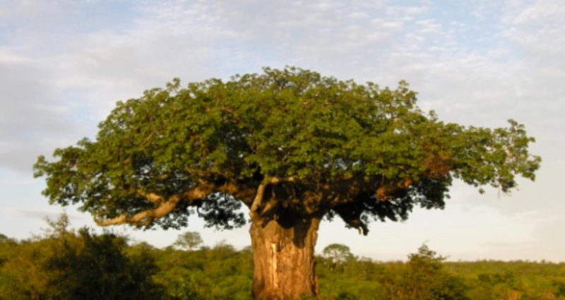 바오밥나무란 포토 이야기 정리