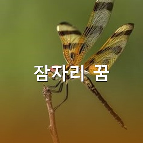 태극무늬-잠자리가-나무-끝에-살포시-앉아있는-모습