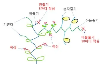 작물 순지르기 유인 기본 토마토 오이 가지 고추 수형관리_30