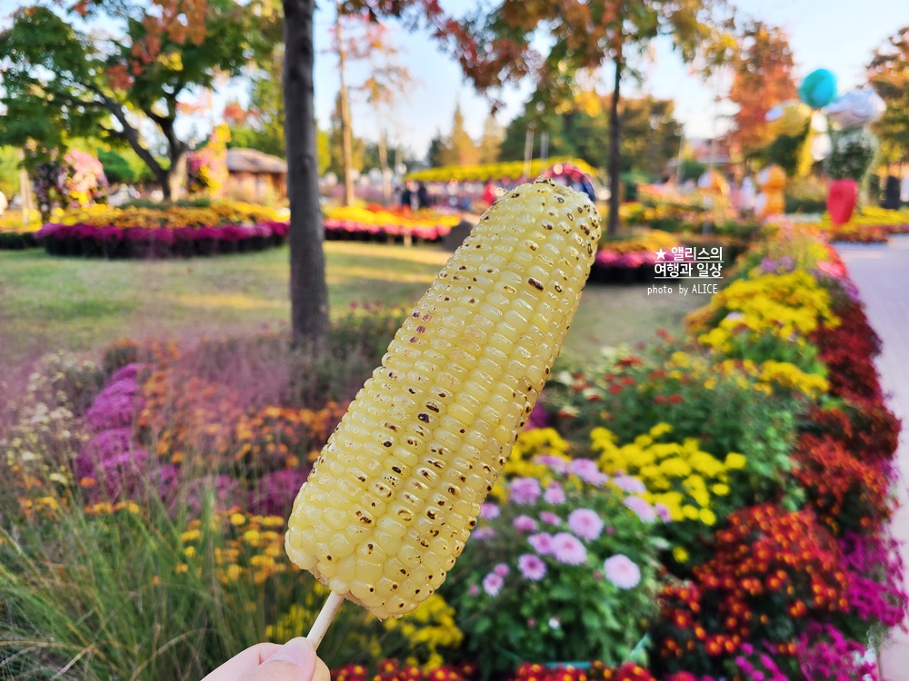 대전 유림공원 유성국화전시회