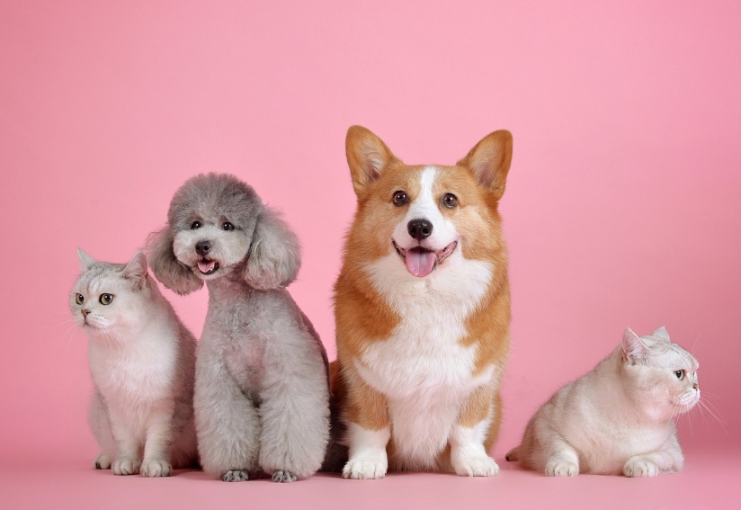 다양한 반려동물