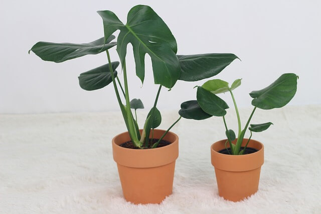 알레르기 질환 천식 (10)