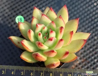 아이 있는 집 식물선택 가시없는종류 배치높이 관리 요령_10