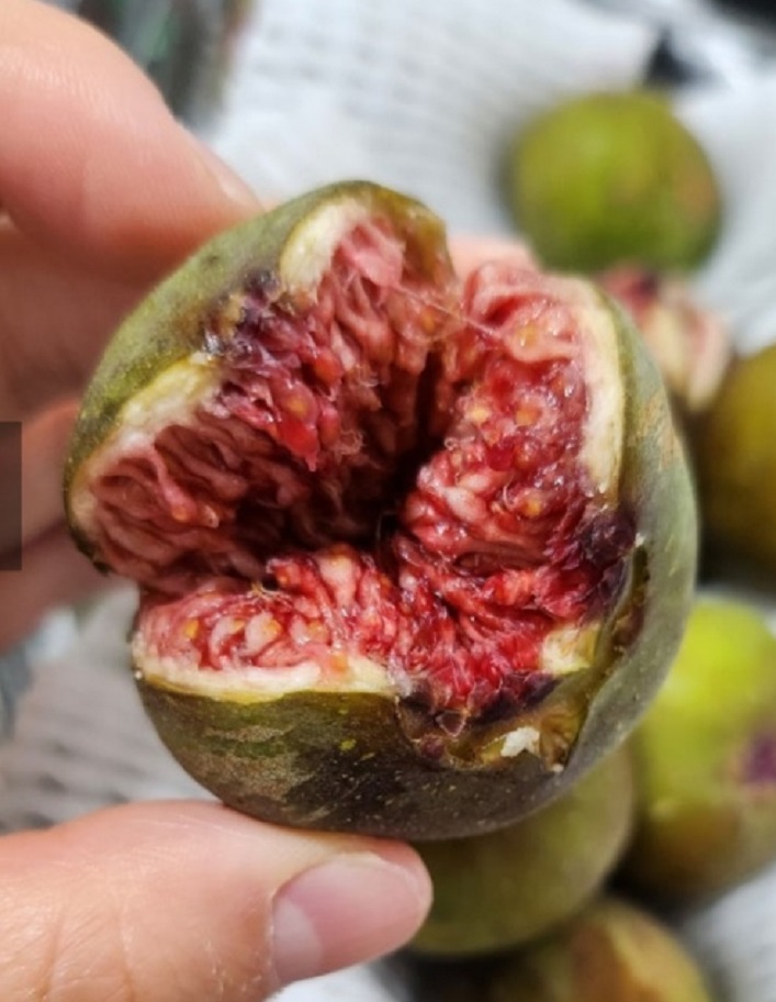 동네한바퀴-영암-재래종-무화과-