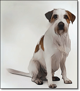 테리어
크롬폴랜더(Kromfohrlander)