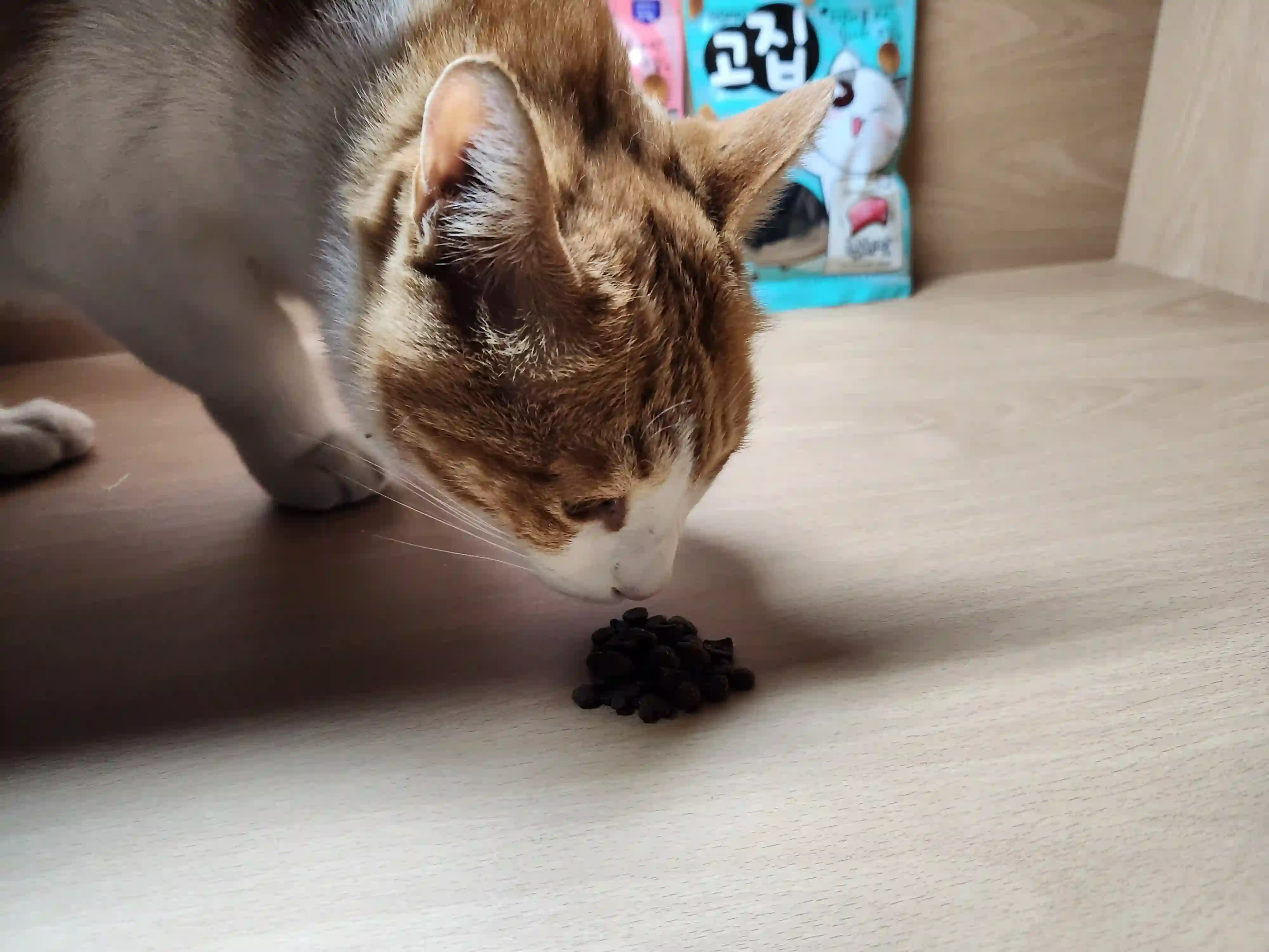 고양이가 고집 먹는 사진 1