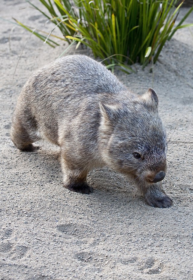 걸어가는 애기웜뱃