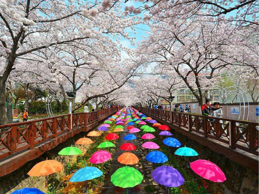 벚꽃 절정 시기 맞춰 가는 2025 진해 군항제 여행 TIP