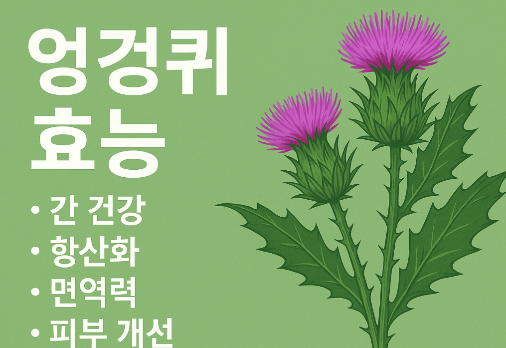 엉겅퀴 효능