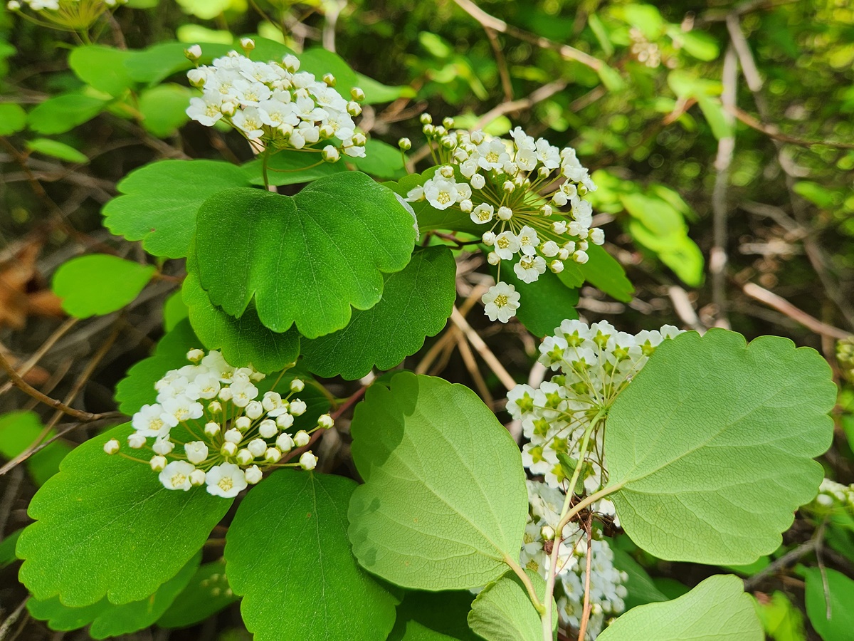 산조팝나무
