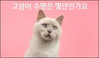 고양이 수명은 몇년인가요