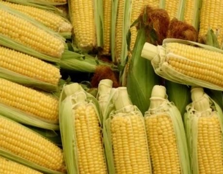 초당옥수수 삶는법