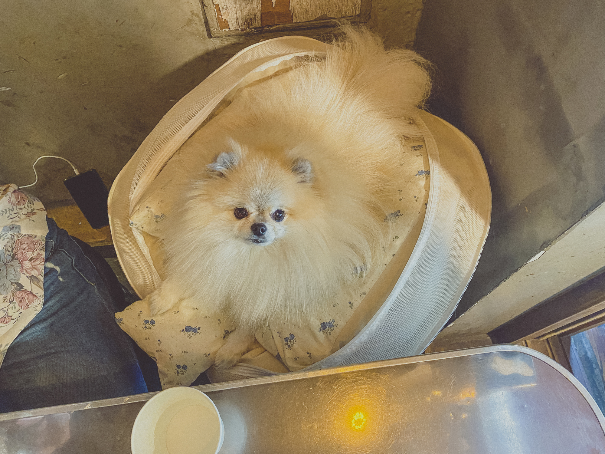 옆에서 잘 기다려준 강아지