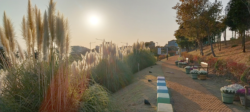 제주 서귀포 팜파스 갈대 정원