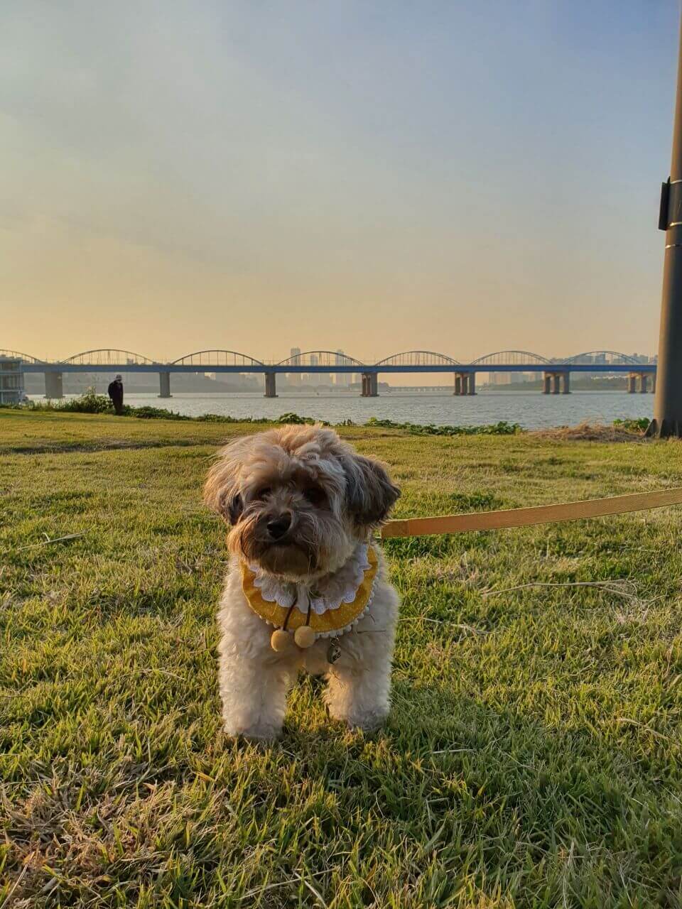 잔디에 서 있는 강아지 토리