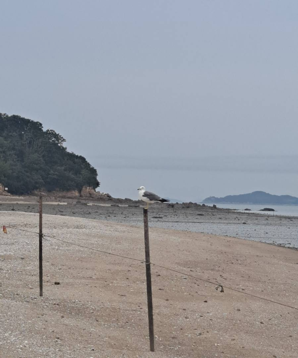 우리를 반겨주는 갈매기