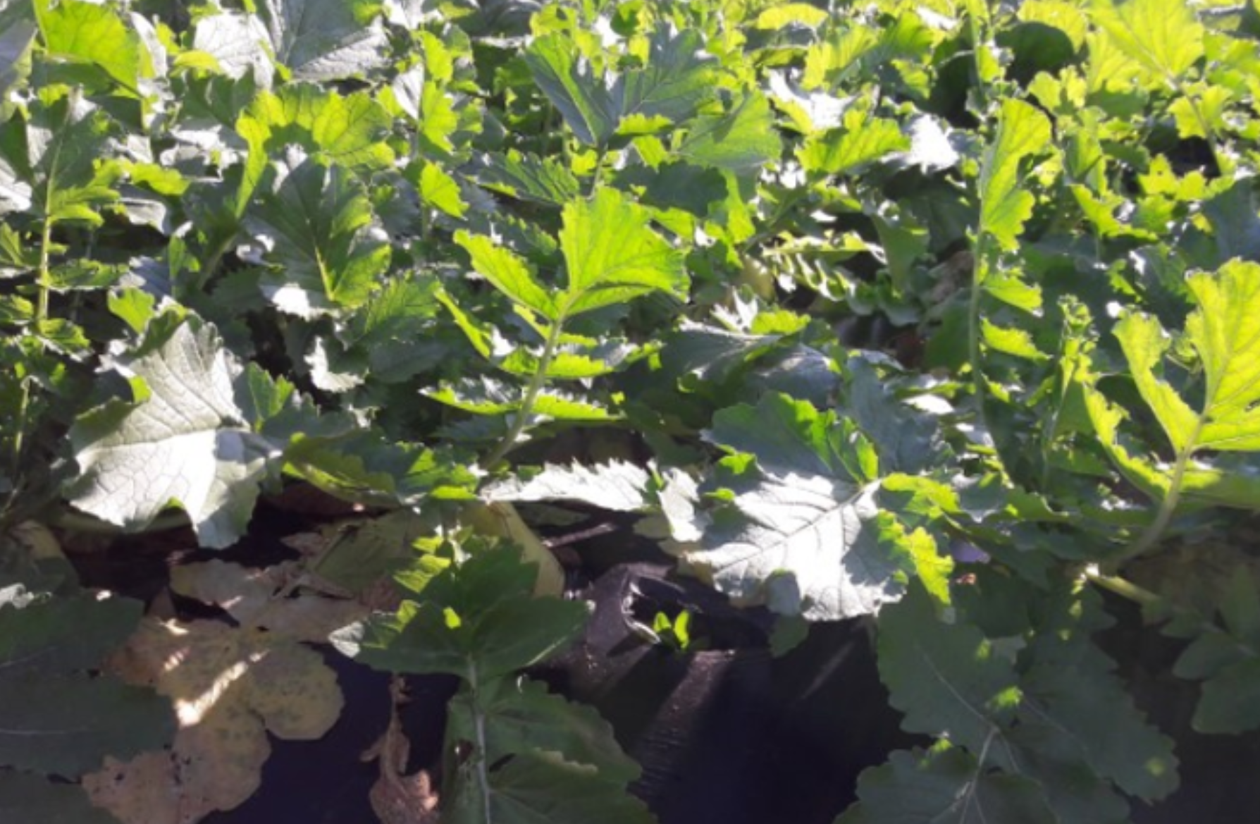 김장무 파종시기