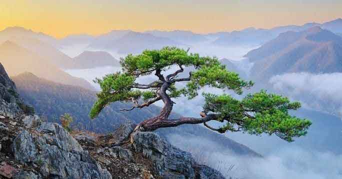 먼 산위의 우뚯 솓은 소나무
