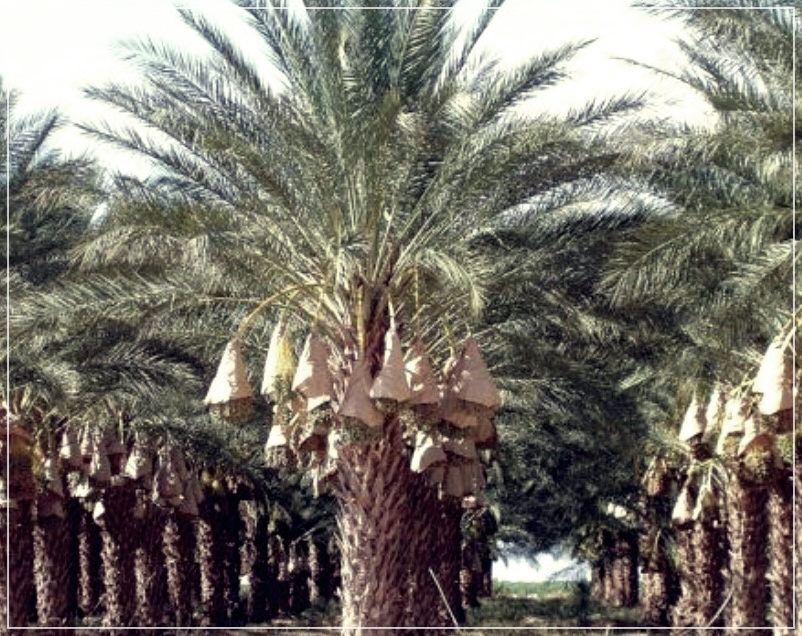 대추야자의 효능과 먹는법, 그리고 부작용에 대해