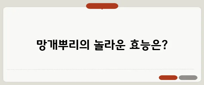 망개뿌리 효능 전통 약재의 숨은 효과