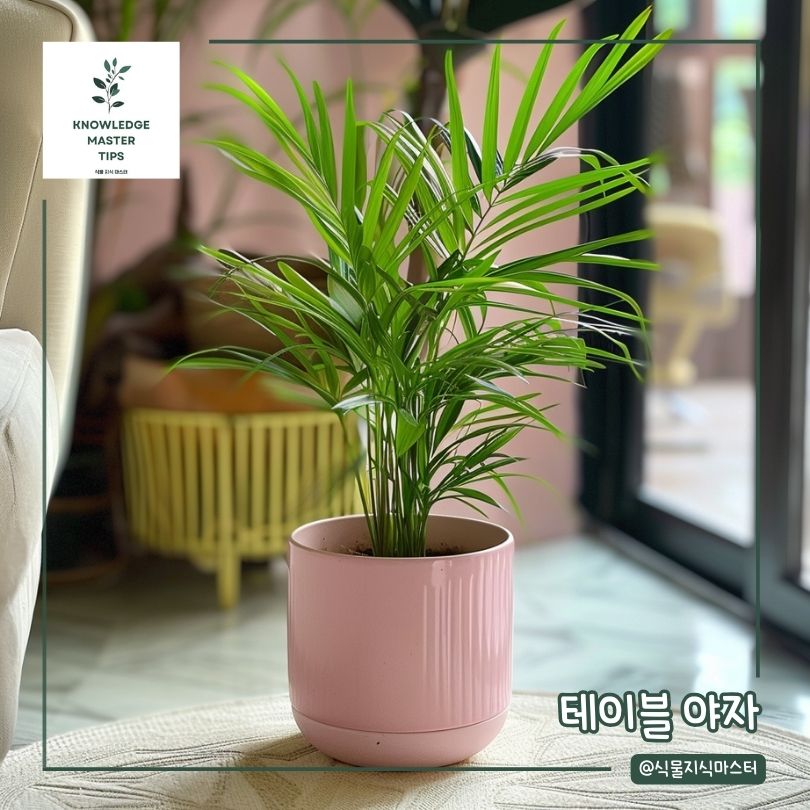 화장실에 두기 좋은 식물 - 테이블 야자