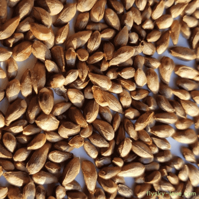 탈모 치료에 효과적인 백자인 특징