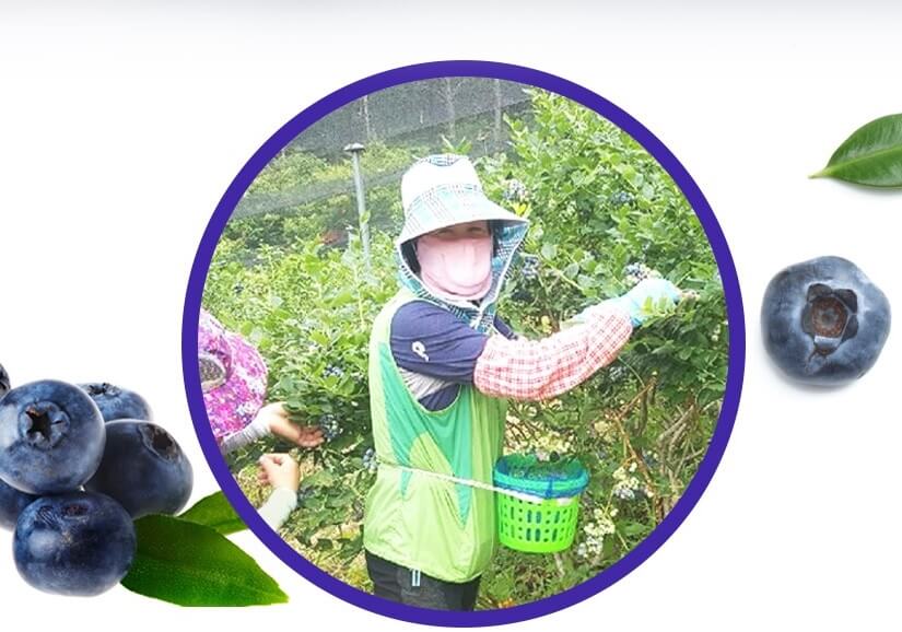 생생정보 2314회 수확의 달인 고성 블루베리 산들블루베리 주문방법