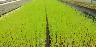 아마 재배 파종 시기 잡초 관리 섬유용 수확_9