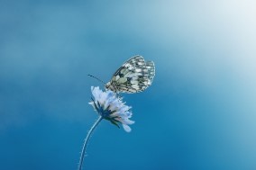 모바일 운전면허증 발급방법 20