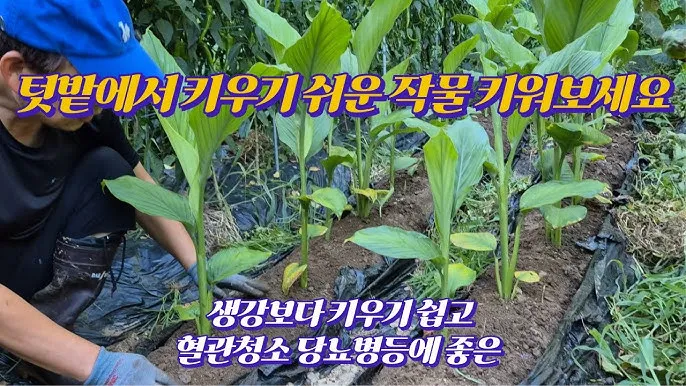 강황 재배 따뜻한 온도 보온 피복 수확 건조_7
