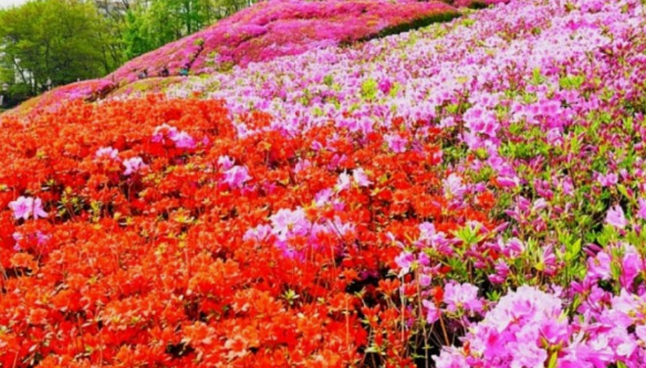 경기도 봄꽃명소