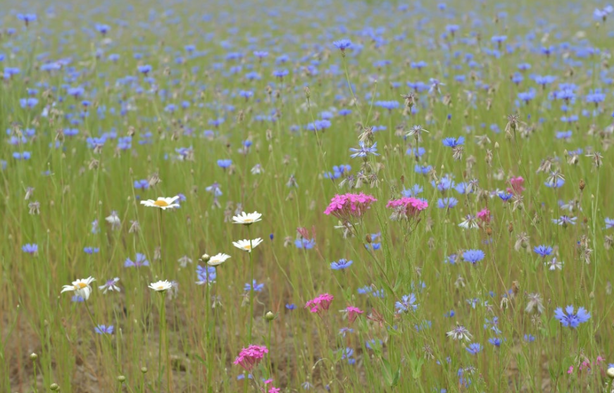 고령 어북실 수레국화 명소, 인생샷 명당과 개화시기 총정리!
