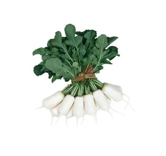 알타리무 재배 서늘한 기온 관리 연속 수확 물 주기_4