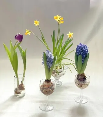 수경재배 준비 병선택 뿌리관리 액비투여 물갈이주기 가이드_9