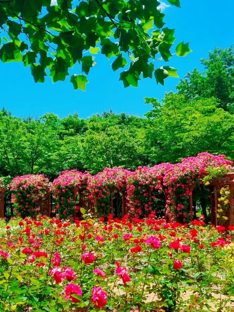 송도 해돋이공원 장미원: 시원한 그늘에서 장미보며 피크닉하기