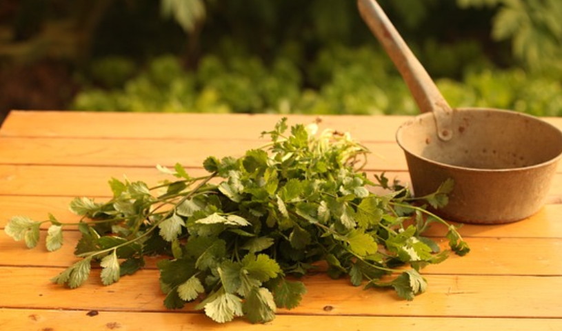 고대 티베트의 불교 의학 (명상과 약초를 활용한 치유법)