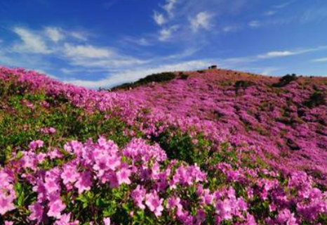 5월 꽃구경 명소 전국 추천!