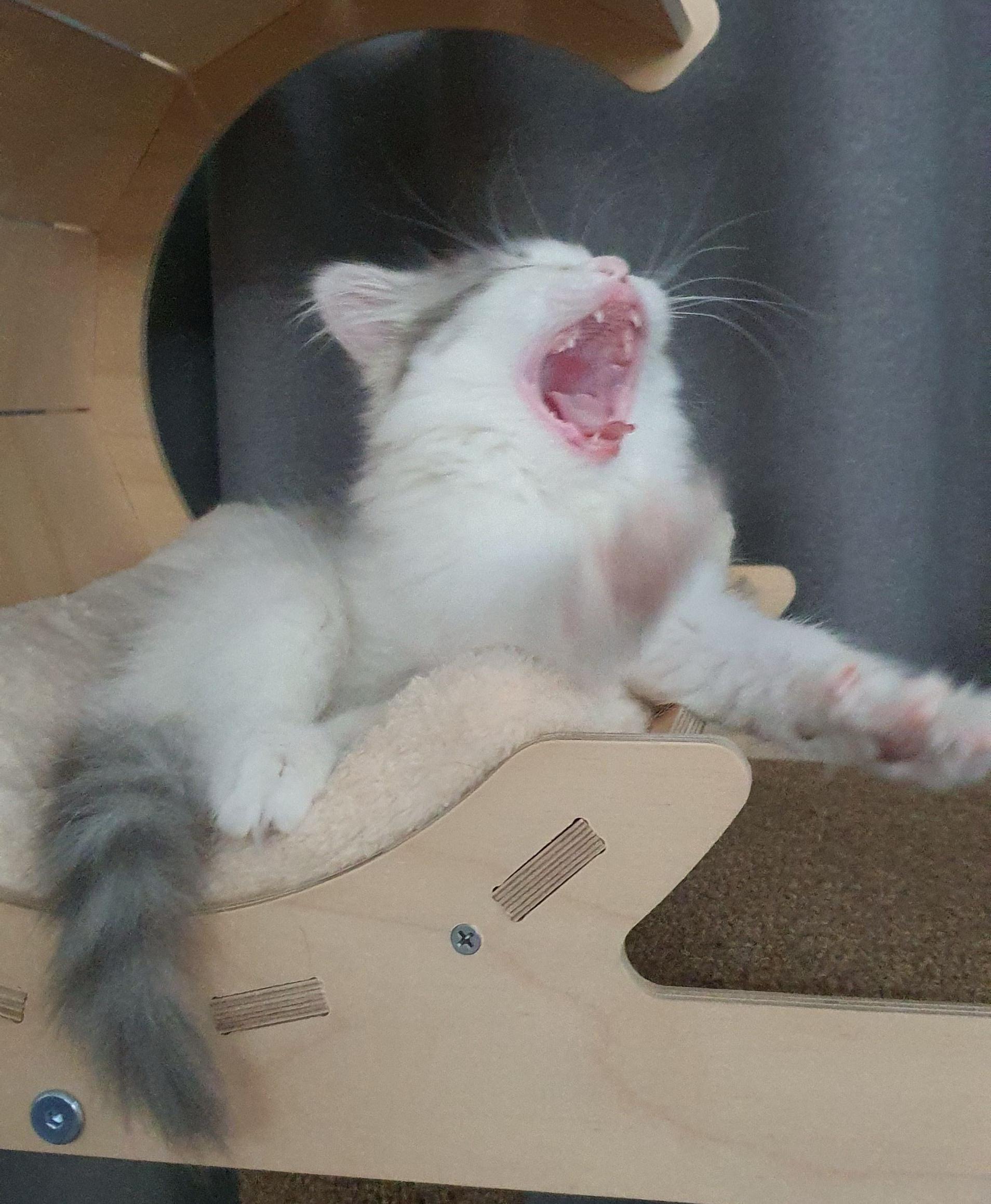 2022.02.13 쿵이는 캣타워러버