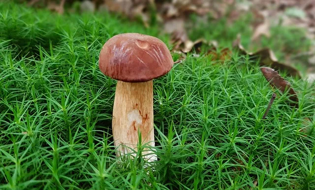 양송이버섯 제철 손질법과 볶음 요리 보관까지 전부 알려드립니다_3