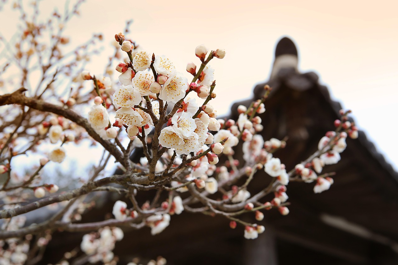 봄에 떠나는 진도 여행! 꼭 가봐야 할 명소 TOP7 관련 이미지 