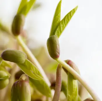 녹두 효능 및 영양성분,녹두 가격