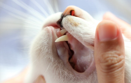 고양이 이빨 업.