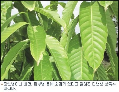 식후 혈당상승