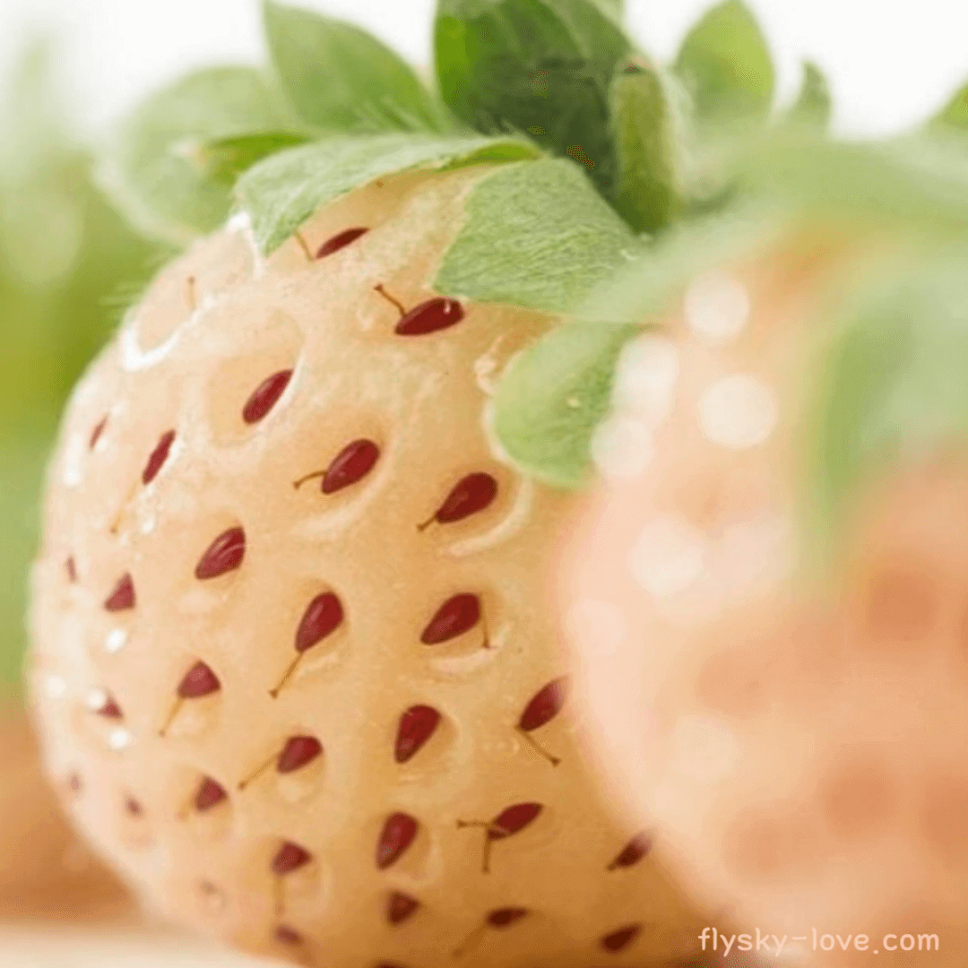 파인베리 (Pineberry)