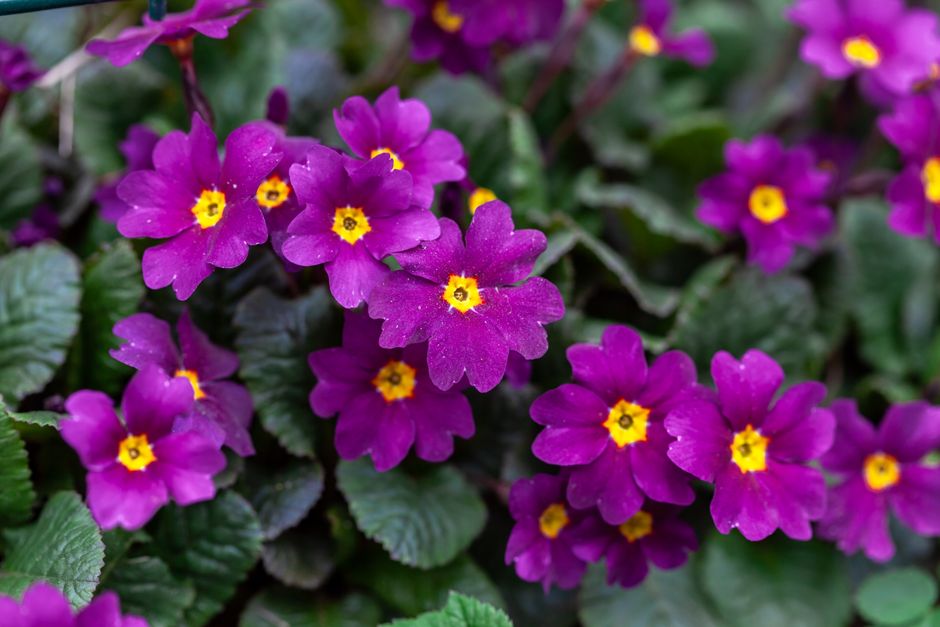 From above of lush bush with small tender purple primula flowers and green leaves growing on summer day in garden