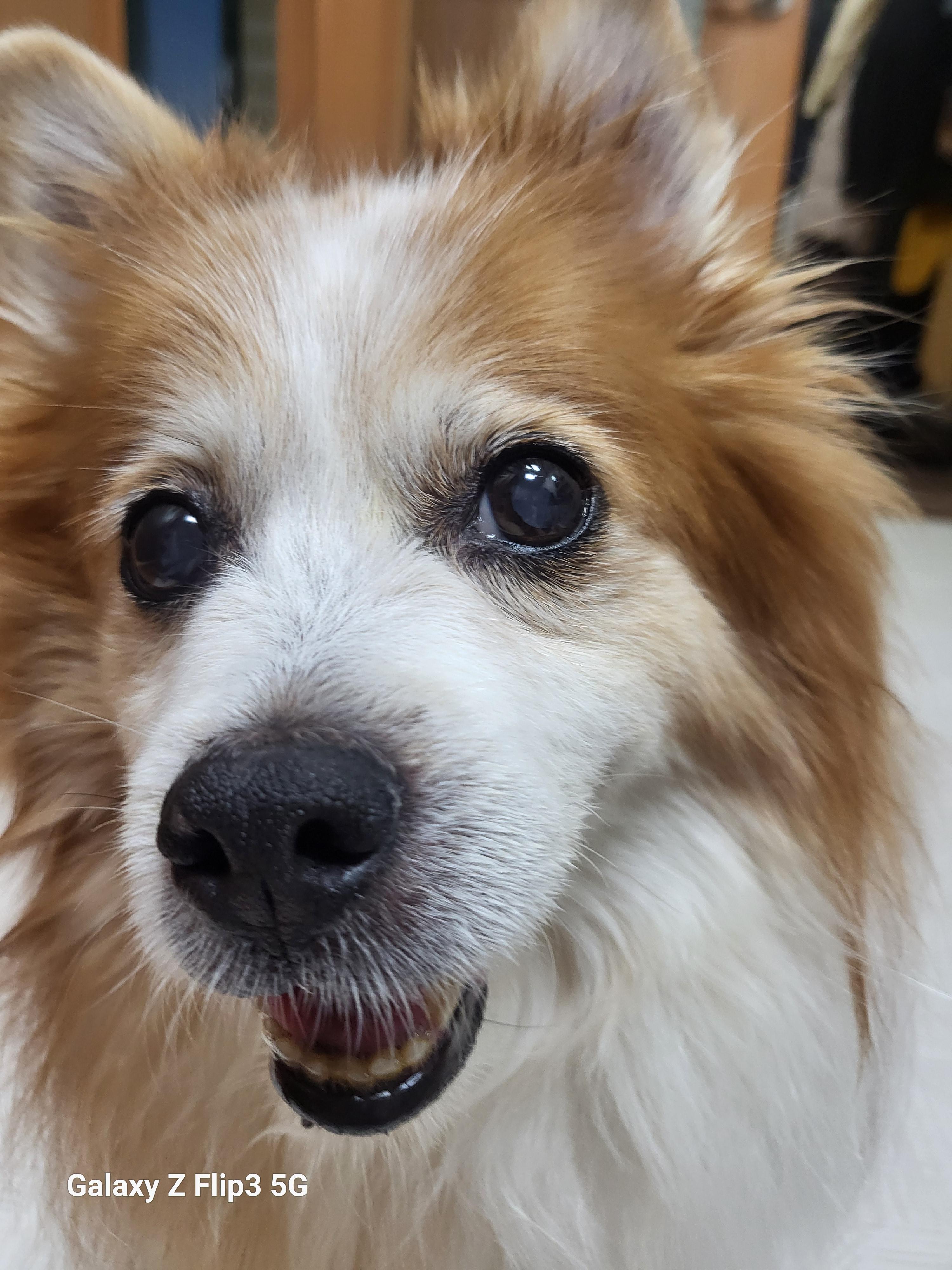 강아지 안구 돌출? 루키의 눈 상태, 병원 진단 후기