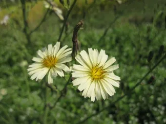 왕고들빼기 효능과 섭취시 주의사항 건강 정보_7