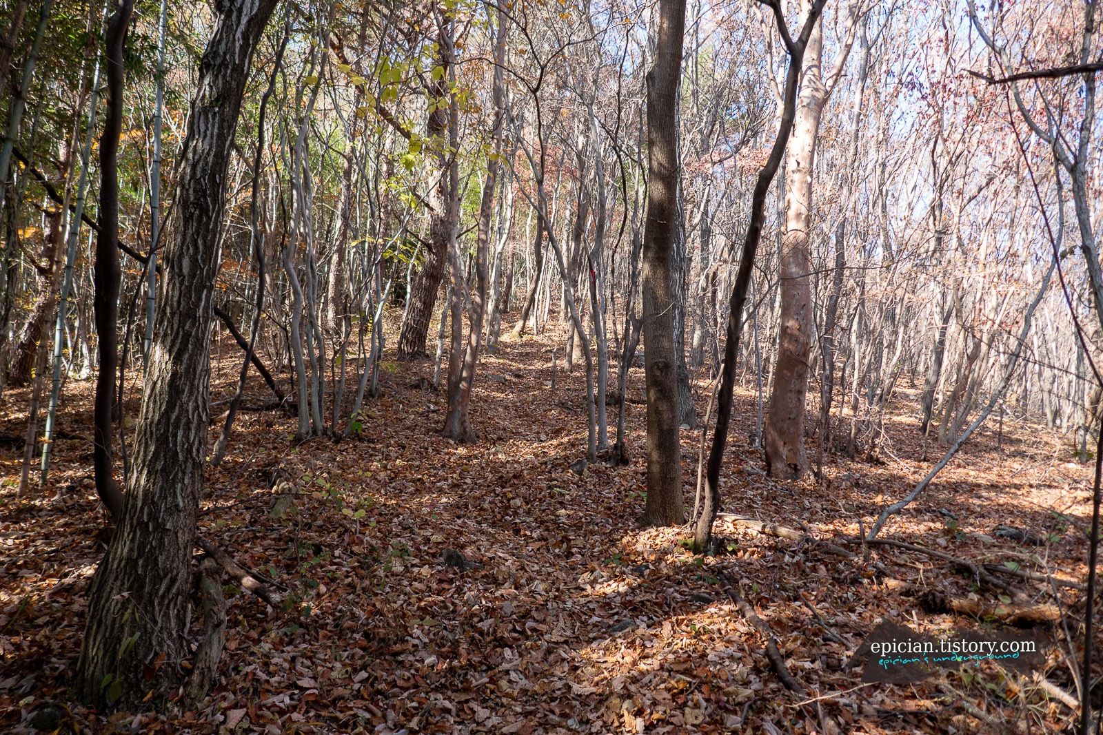 낙엽 가득한 탐방로
