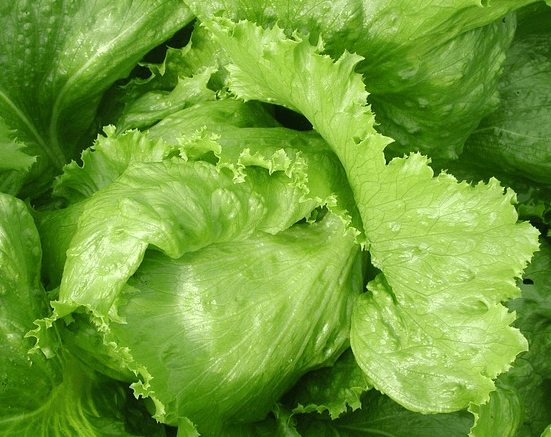 연두색의 동그란 양상추 한덩이로, 잎이 사방으로 펼쳐져 있고, 매우 싱싱하다.