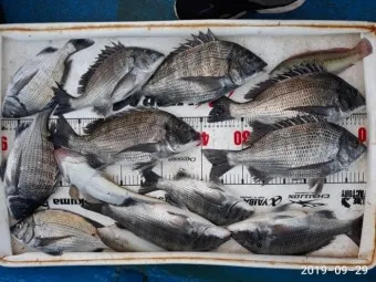 디낚 점주조황 인낚 부낚 어부지리 바다낚시_14